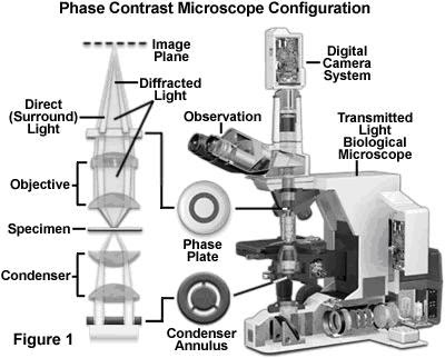 microscopia contraste de fases pdf